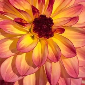 Meet your Posher, Becky